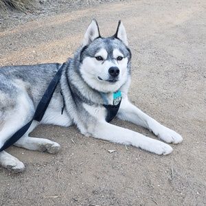 Meet your Posher, Ivy